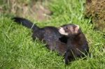 European Polecat (mustela Putorius) Stock Photo