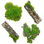 Green Moss On White Background Stock Photo