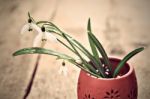 Bunch Of Snowdrop Flowers Stock Photo