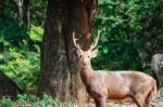 Portrait Of Deer Stock Photo