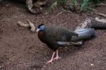 Fuengirola, Andalucia/spain - July 4 : Great Argus (argusianus A Stock Photo