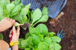 Hand Of People Harvest Clean Organic Vegetable In Home Garden Fo Stock Photo