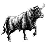 Hand Drawn Illustration Of Bull Stock Photo