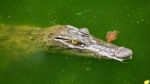 Freshwater Crocodile, Siamese Crocodile (crocodylus Siamensis) Stock Photo