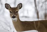 Beautiful Image Of A Wild Deer Looking To The Camera Stock Photo