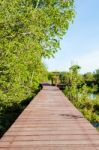 Wood Bridge In Mangroves Stock Photo