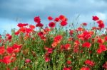 Field Of Poppies In Sussex Stock Photo