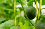 Small Japan Melon (honeydew Melon) In Farm Stock Photo