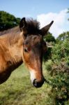 Forest Foal Stock Photo