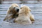 Polar Bear (ursus Maritimus) Stock Photo