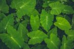 Top View Of Green Forest Plants Stock Photo