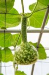 Pumpkin On A Field Stock Photo