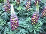 Lupines Flowers In The Garden Stock Photo