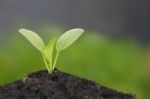 Young Chinese Mustard Green Growth On Top Soil Stock Photo