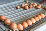 Sorting Eggs Stock Photo