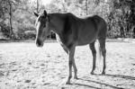 Horse In The Paddock Stock Photo