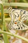 Swallowtails (papilio Machaon) Butterflies Mating Stock Photo