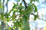 The Blooming Of Apple Trees Stock Photo