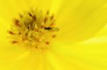 Tiny Insects Forage On Yellow Pollen Stock Photo