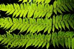 Fern Leaves Stock Photo