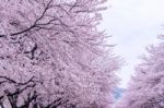 Cherry Blossom With Soft Focus, Sakura Season In Korea,background Stock Photo