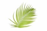 Palm Leaf Isolated On White Background Stock Photo