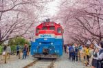 Jinhae,korea - April 4 : Jinhae Gunhangje Festival Is The Largest Cherry Blossom Festival In Korea.tourists Taking Photos Of The Beautiful Scenery Around Jinhae,korea On April 4,2015 Stock Photo