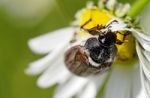 May Beetle Stock Photo