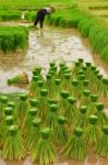 Traditional Rice Growth In Thailand Stock Photo