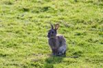 Hare Stock Photo