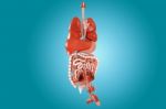 Human Digestive System Stock Photo