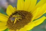 Close Up Bee Collecting Pollen Stock Photo