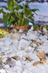 Various Fresh Seafood On Ice Exposition At The Outdoor Restauran Stock Photo