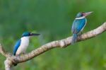 Collared Kingfisher Stock Photo