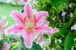 Stargazer Lily Flower Stock Photo