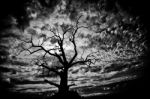 Spooky Bare Tree Stock Photo