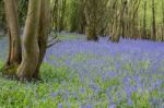 Sussex Bluebells Stock Photo