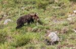 Brown Bear In Asturian Lands Stock Photo