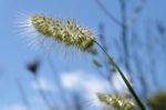 Wild Grasses In Sardinia Stock Photo