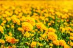 Marigold With Natural In Gardens Stock Photo