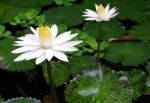 White Lotus In Pond Stock Photo