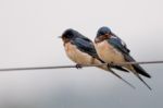 Barn Swallow Stock Photo