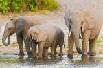 Elephants At The Bank Of Chobe River In Botswana Stock Photo