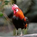 Red Junglefowl Stock Photo