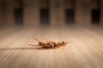 Dead Cockroach On Wood Background Dark Tone Stock Photo