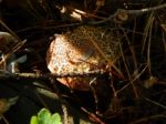 Collection And Preparation Of Autumn Edible Mushrooms  Stock Photo