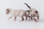 Cute Kitty Cat Playing On White Background Stock Photo