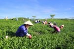 Dalat, Vietnam, June 30, 2016: A Group Of Farmers Picking Tea On A Summer Afternoon In Cau Dat Tea Plantation, Da Lat, Vietnam Stock Photo