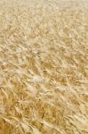 Wheat Plantation Stock Photo