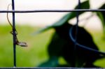 Lizard Resting On A Metal Trellis Stock Photo